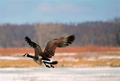 Goose Hunting, Hunting Dogs, Winter Flights, Thing 1, Framing ...