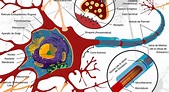 Curso Universitario en Enfermedades Neurodegenerativas de la Neurona ...