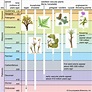 Plant - Photosynthesis, Reproduction, Evolution | Britannica