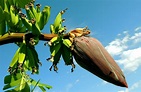 Musa paradisiaca: una planta que nos ofrece deliciosos frutos ...
