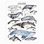 The Whales of St-lawrence River Illustration of Marine - Etsy Canada ...