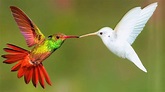 10 Colibríes Más Hermosos del Mundo que Puedes ver en Tu Jardín - YouTube