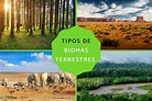 8 tipos de biomas terrestres - Características, ejemplos y FOTOS
