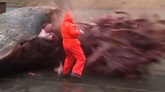 抹香鯨擱淺遭解剖！屍體大爆炸「內臟狂噴」生物學家 | ETtoday寵物動物新聞 | ETtoday新聞雲