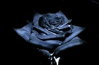 Black Rose Wallpapers High Quality | Download Free