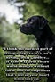17 Emotional Dog Death Quotes – VitalCute