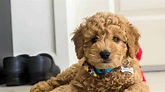 Miniature Goldendoodle: 11 Incredible Facts You Need to Know - PetDT