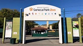 Captive polar bears: Seneca Park Zoo, Rochester, New York, USA – Bear ...