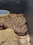 Kentucky Reptile Zoo - Hog-nosed viper - ZooChat