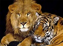 Lions Vs. Tigers: REAL King of Beasts - HubPages