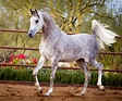 Khalif SWF :: Arabian Horses of Stonewall Farm