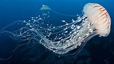 6 curiosidades de las medusas - Mis Animales