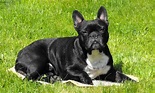 French Bulldog - Puppies, Rescue, Pictures, Information, Temperament ...