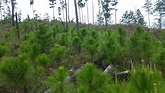 ICF Inicia campaña intensa de regeneración del bosque a partir de mayo ...