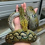 Reticulated python - It Was A Great Blogs Lightbox