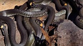 Le 15 specie di serpenti più velenose al mondo | Top Video Italia