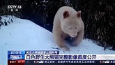 短片：四川罕有白色大熊貓野外生活畫面公開 研究員：牠健康存活下來 (16:43) - 20230527 - 熱點 - 即時新聞 - 明報新聞網