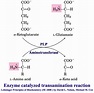 General reactions of amino acid metabolism: Transamination, Oxidative ...