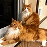 Maine Coon Cats for Sale - Dark Paws Maine Coon Kittens