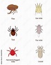 What To Know About Parasites. Skin And Fur Parasites Vector Set. Flea ...