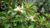 Magnolia grandiflora. Cuidados de la planta y su cultivo