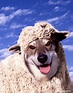 Funny animal picture of a wolf dressed in sheeps clothing and appearing ...