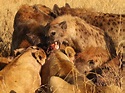 Unter Hyänen: Königinnen der Savanne