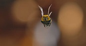El hombre contra la abeja: Foto - 8 sobre un total de 12 - SensaCine.com