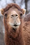 File:Dromedary Camel 15.jpg