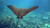 Stingray Wallpapers - Top Free Stingray Backgrounds - WallpaperAccess