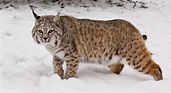 Bobcat | The Nature Conservancy