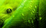 Papel de Parede Cobra Verde de Perfil Wallpaper para Download no ...