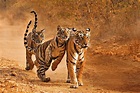 Dove vedere le tigri in India: i safari più belli e i luoghi migliori ...