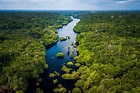 Protege la selva tropical del Amazonas comiendo estos 5 superalimentos ...