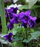 Violetas silvestres... | Violet flower, Beautiful flowers, Purple flowers