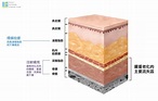 為什麼埋線拉提後 淚溝、法令紋還是沒消失？ - 生活 - 中時新聞網