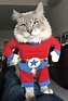 Super Cat | Cats, Super cat, Animals