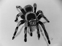 Pin by Dr. Godfrey Lambwell on Art | Realistic drawings, Spider drawing ...