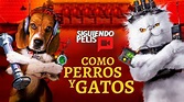 COMO PERROS Y GATOS | RESUMEN EN 12 MINUTOS - YouTube
