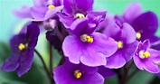 The meaning and symbolism of the word - «Violet»