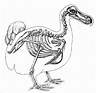 Skeleton And Outline Of Dodo Bird Photograph by Science Source
