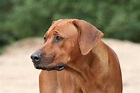 Rhodesian Ridgeback Dog Breed » Information, Pictures, & More