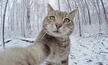 Mascotas: El gato que triunfa en la Red con sus 'selfies'