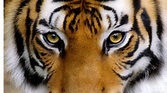 Tiger eyes wallpaper | 1920x1080 | #14441