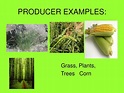 PPT - PRODUCERS, CONSUMERS, and DECOMPOSERS PowerPoint Presentation ...