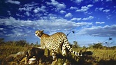 Serengeti | Film, Trailer, Kritik