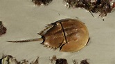 Crash: A Tale of Two Species | Horseshoe Crab Anatomy | Nature | PBS