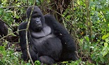 Virunga National Park | Congo Safari Destinations | Congo Tours