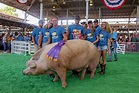 'Captain' claims Big Boar title at Iowa State Fair | National Hog Farmer