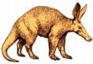 Paenungulata - Wikipedia